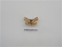 藏品(梯刺蛾)的圖片